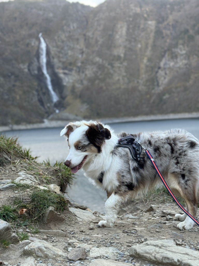Chien en garderie de jour chez une petsitter à Balma