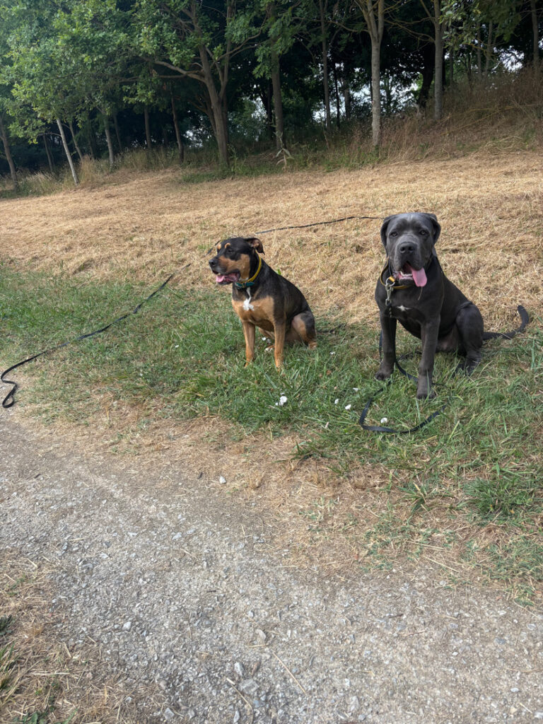 garde d’animaux à Quint-Fonsegrives