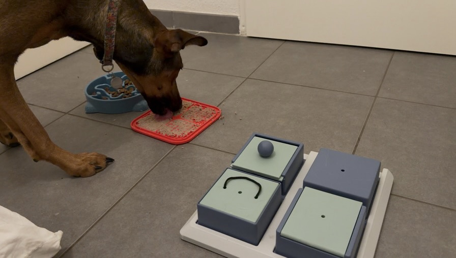 garde d’animaux à Quint-Fonsegrives et alentours