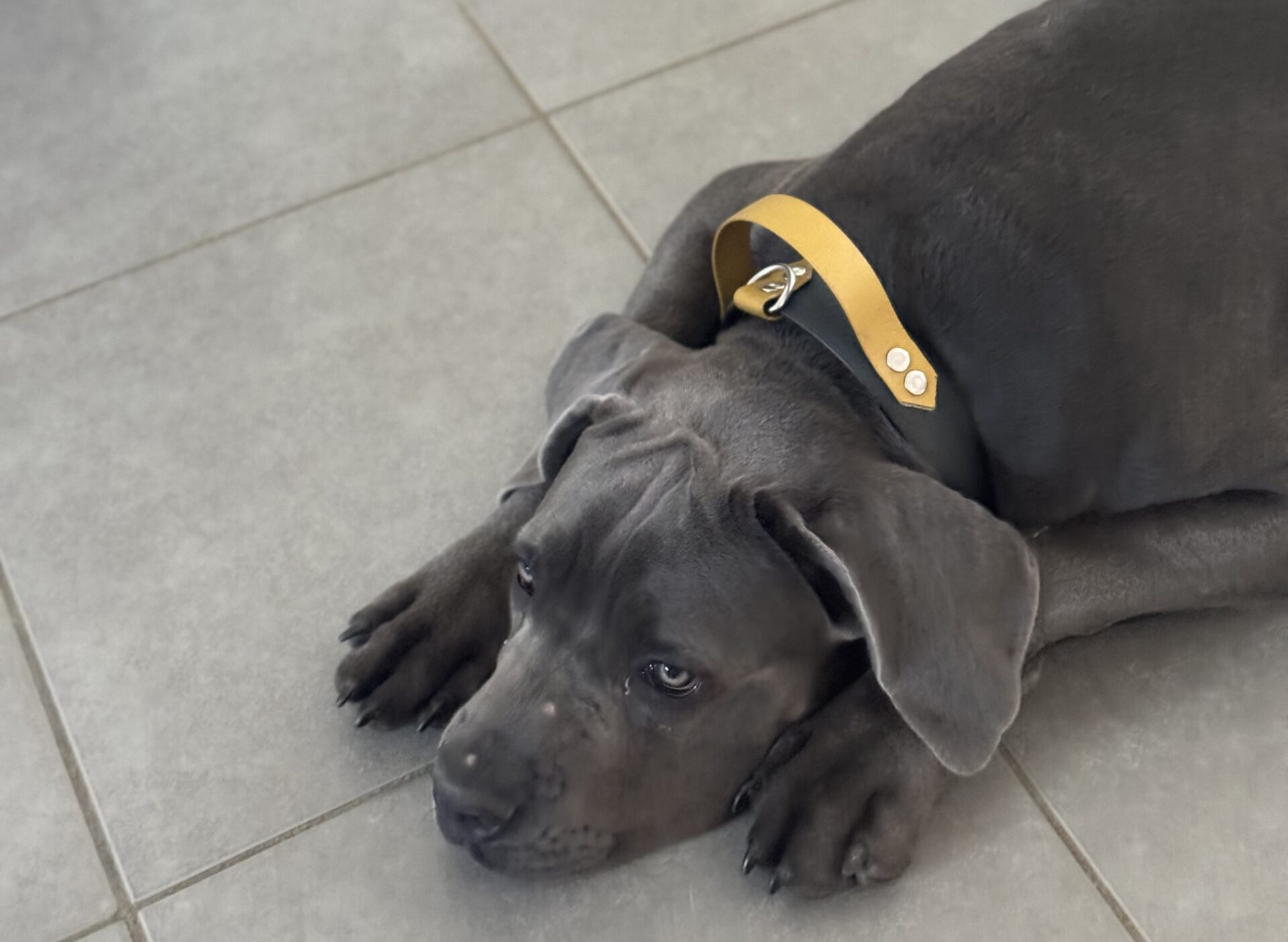 Garde d’animaux à Quint-Fonsegrives à domicile