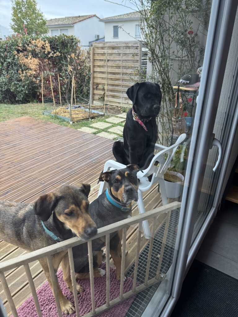 Garde d'animaux à domicile - Chiens en garde à domicile à Balma