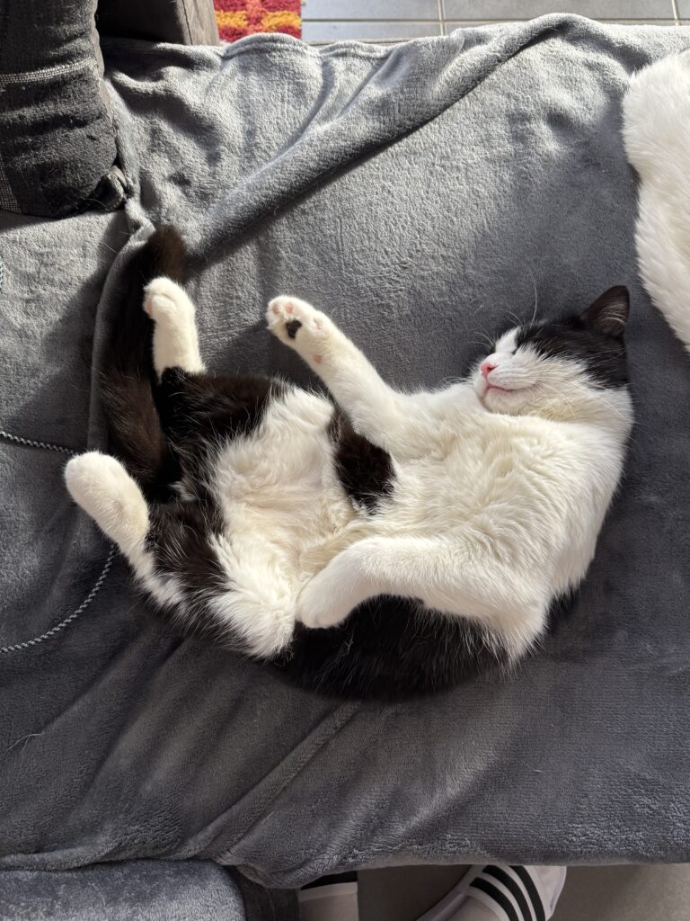 4 Patt’Services - garde de chien, garde de chat, visites à domicile à Toulouse