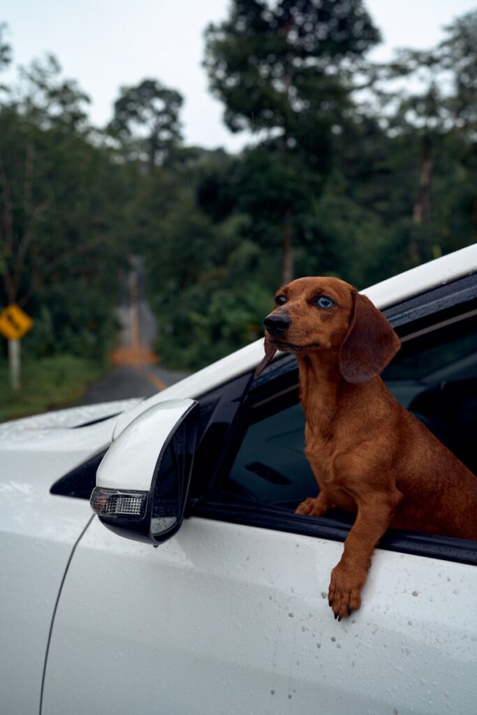 Chien transporté en taxi animalier à Balma pour une visite vétérinaire